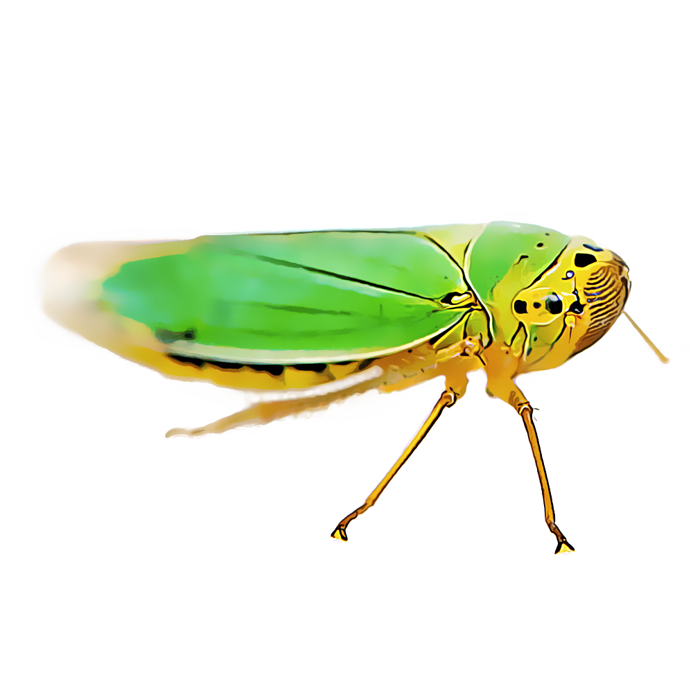 Leafhoppers PNG Isolated HD