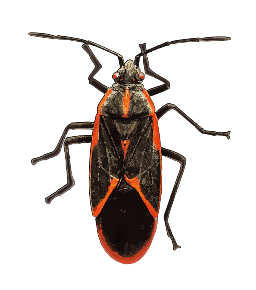 Leafhoppers PNG Photo