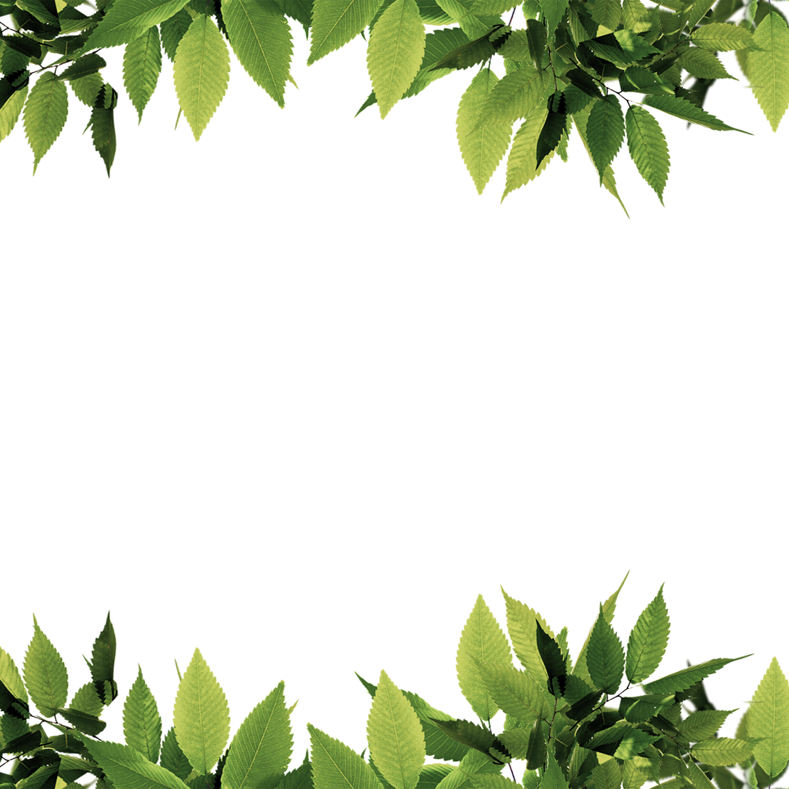 Leaves Border PNG HD Isolated