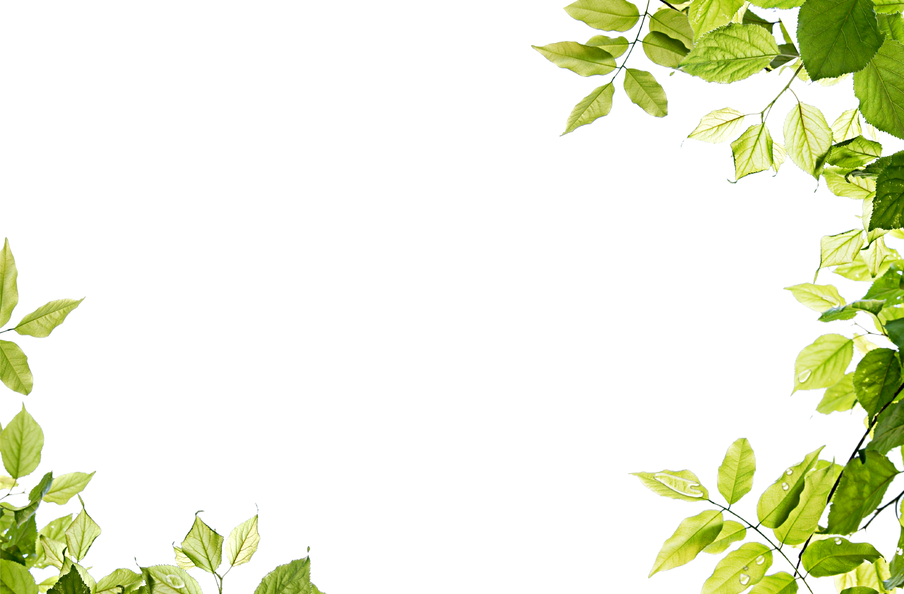 Leaves Border PNG Isolated Pic