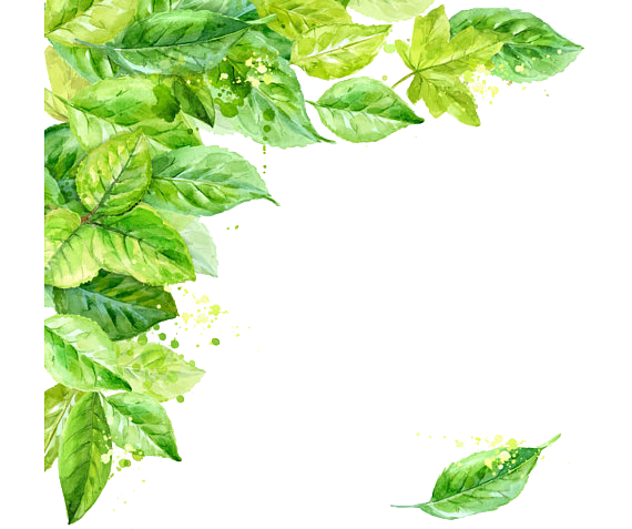 Leaves Frame PNG Isolated File