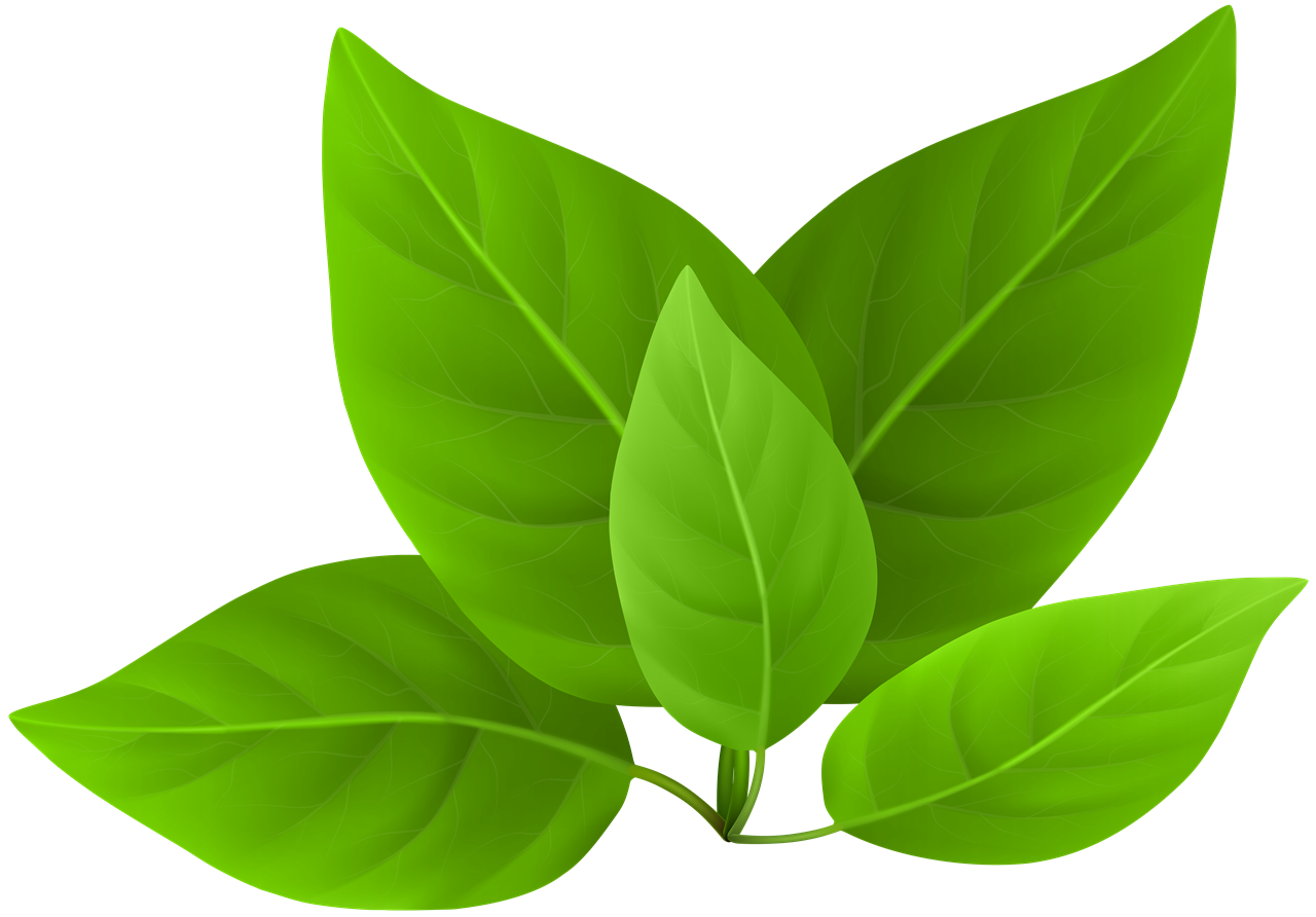 Leaves PNG Image