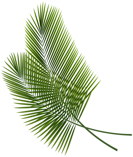 Leaves PNG Isolated HD