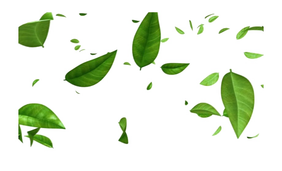 Leaves PNG Isolated Photo