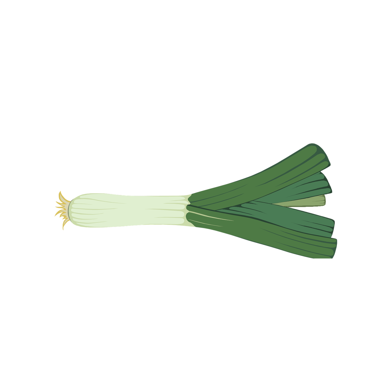 Leek PNG HD Isolated