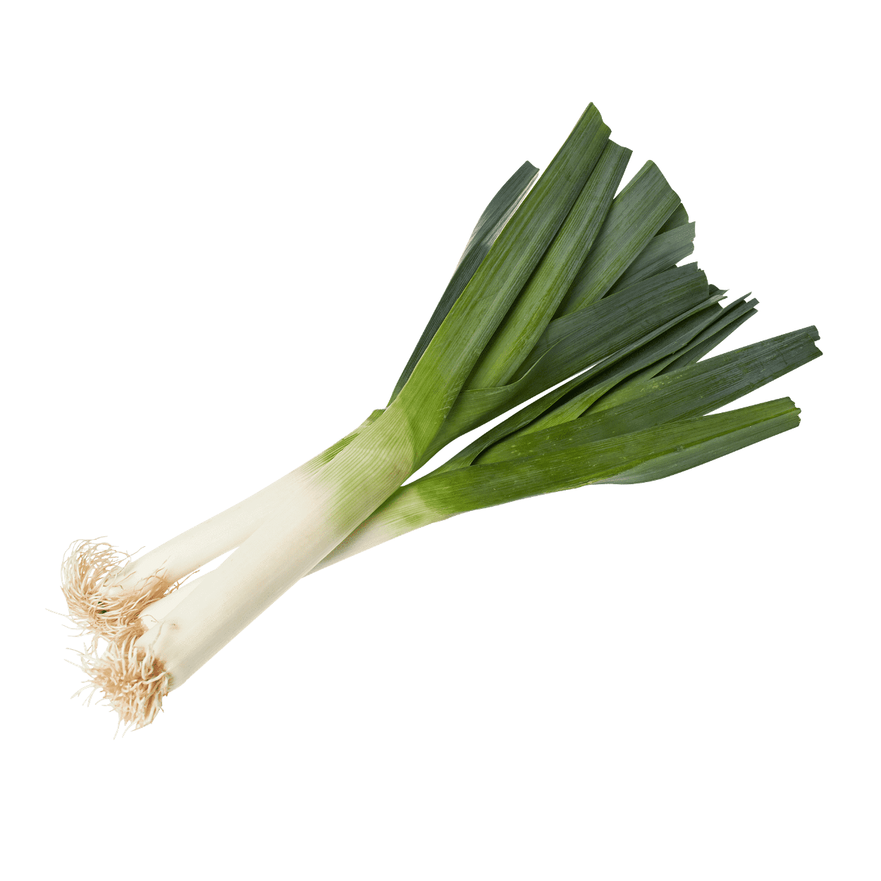 Leek PNG Isolated HD