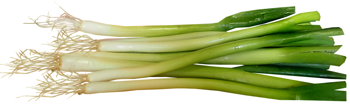 Leek PNG Isolated Photos