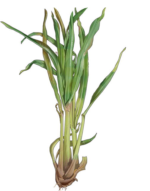 Lemongrass PNG Isolated File