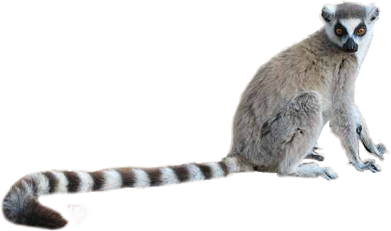 Lemurs PNG HD Isolated
