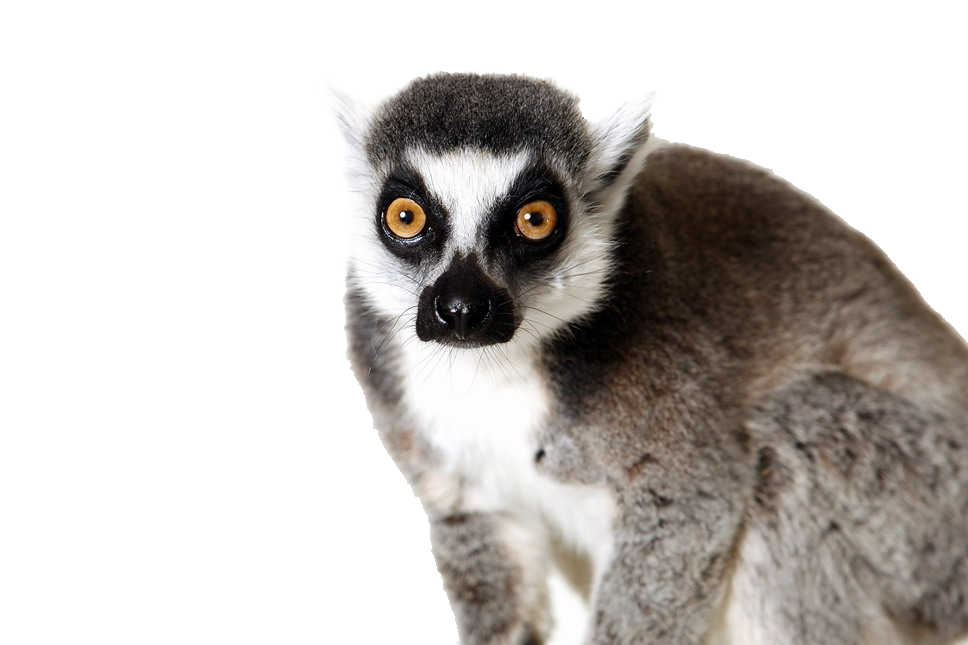 Lemurs PNG Photos