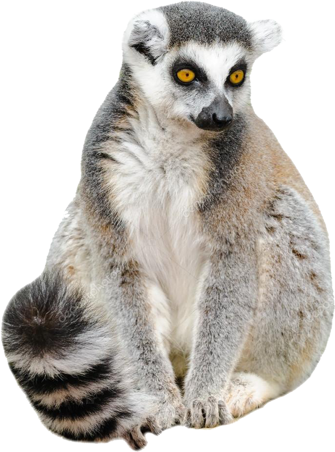 Lemurs PNG Picture