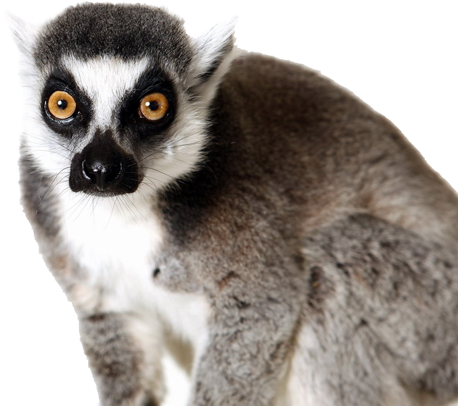 Lemurs PNG Transparent