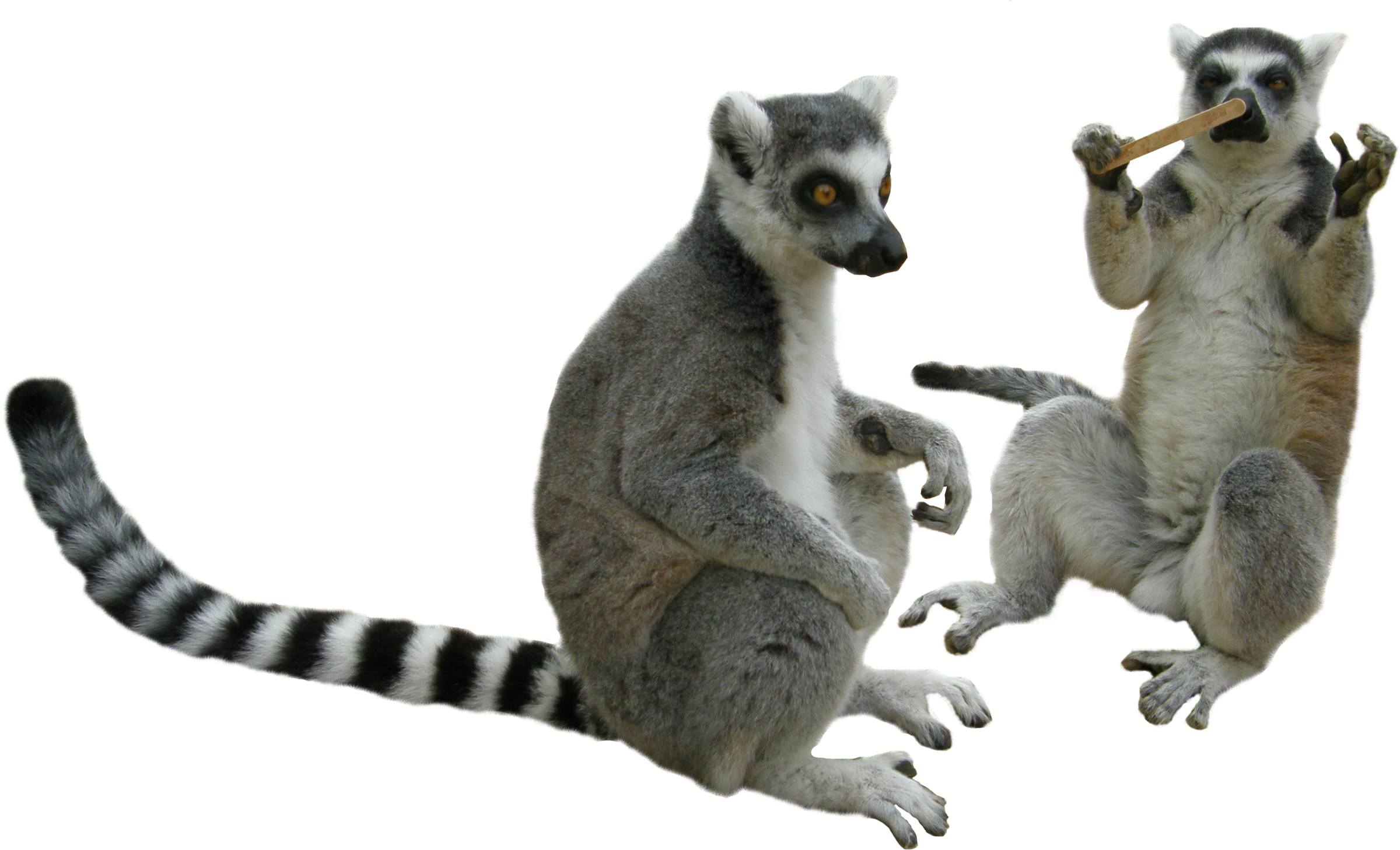 Lemurs PNG