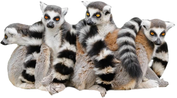 Lemurs Transparent PNG
