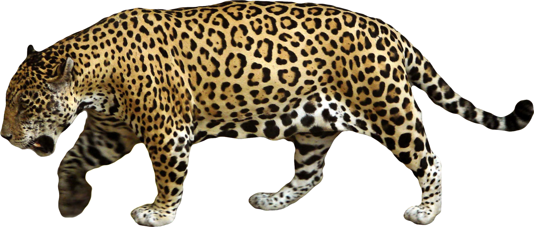 Leopards Download PNG Image