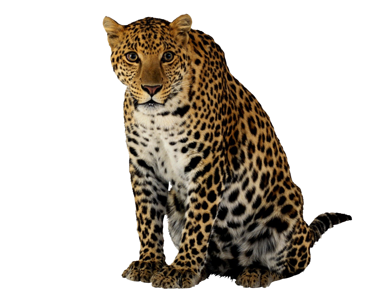 Leopards PNG Free Download