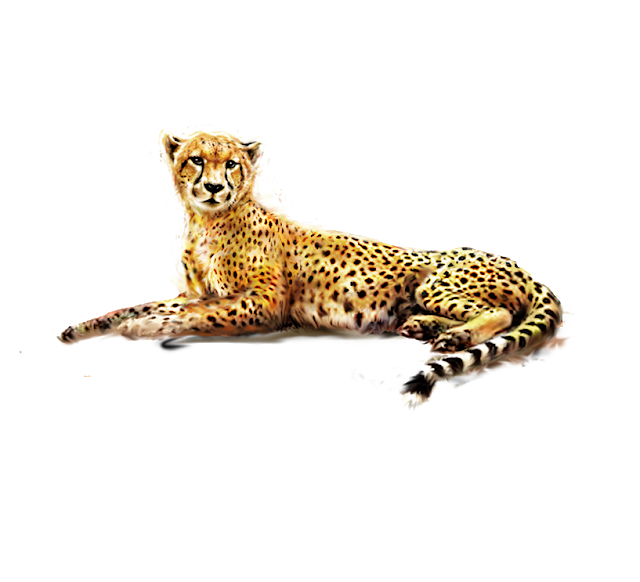 Leopards PNG HD