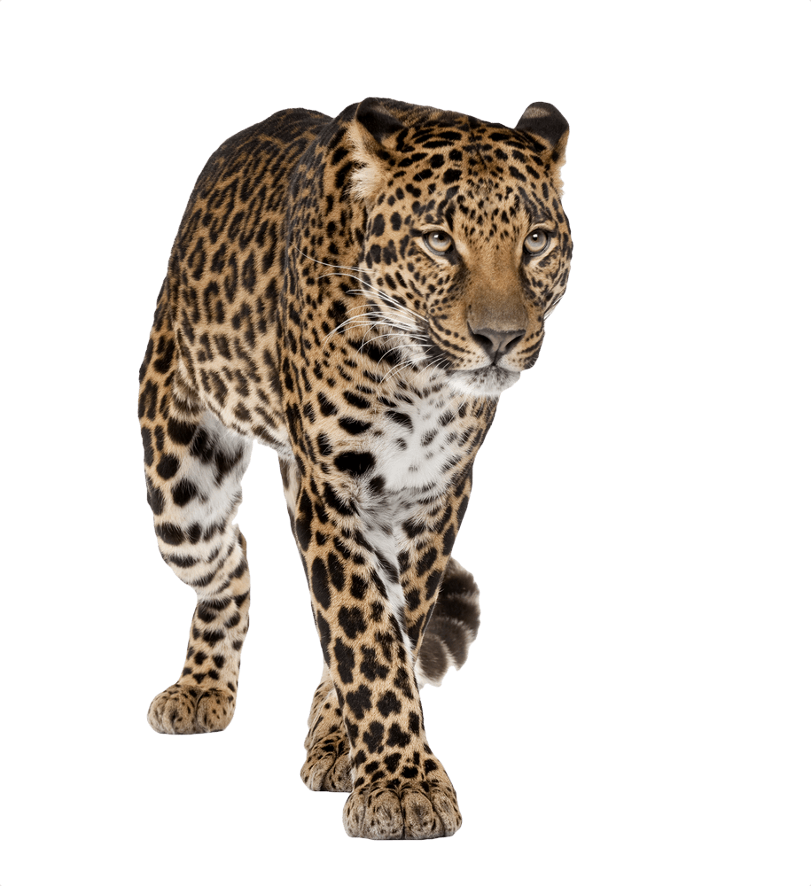 Leopards PNG Image
