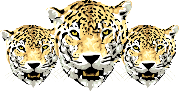 Leopards PNG Pic