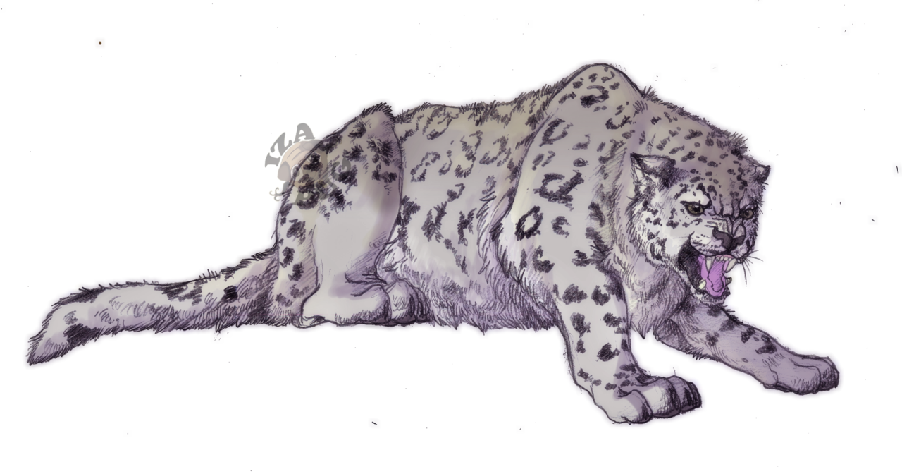 Leopards PNG Picture