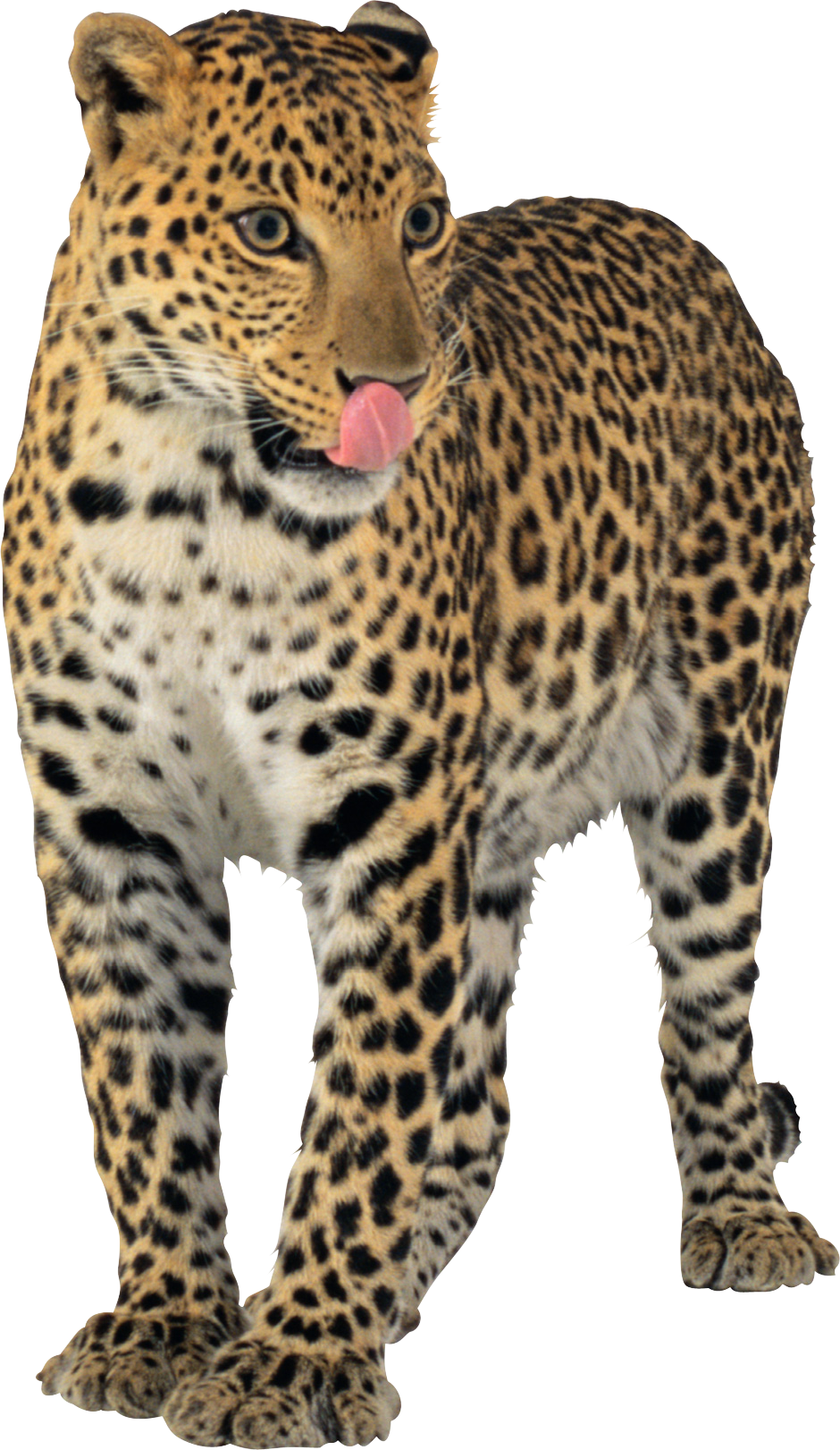 Leopards PNG Transparent