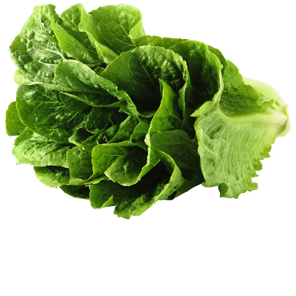 Lettuce PNG Clipart