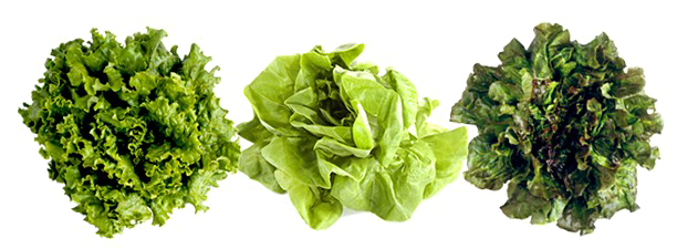 Lettuce PNG Isolated File