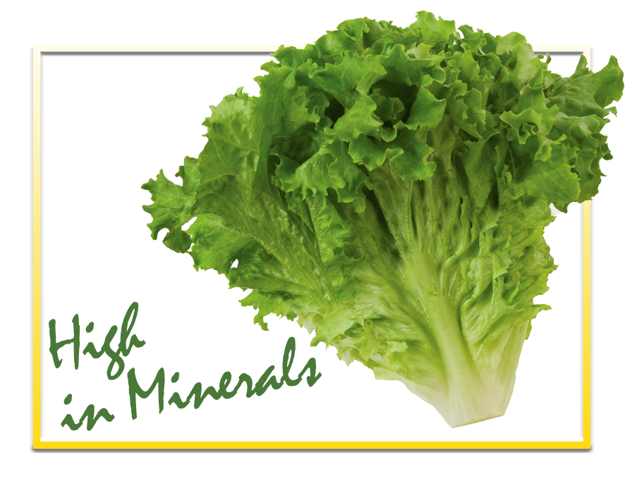 Lettuce PNG Isolated Image