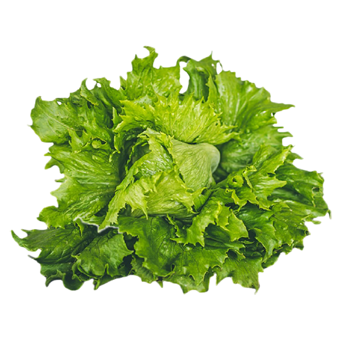 Lettuce PNG Transparent