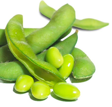 Lima Beans PNG File
