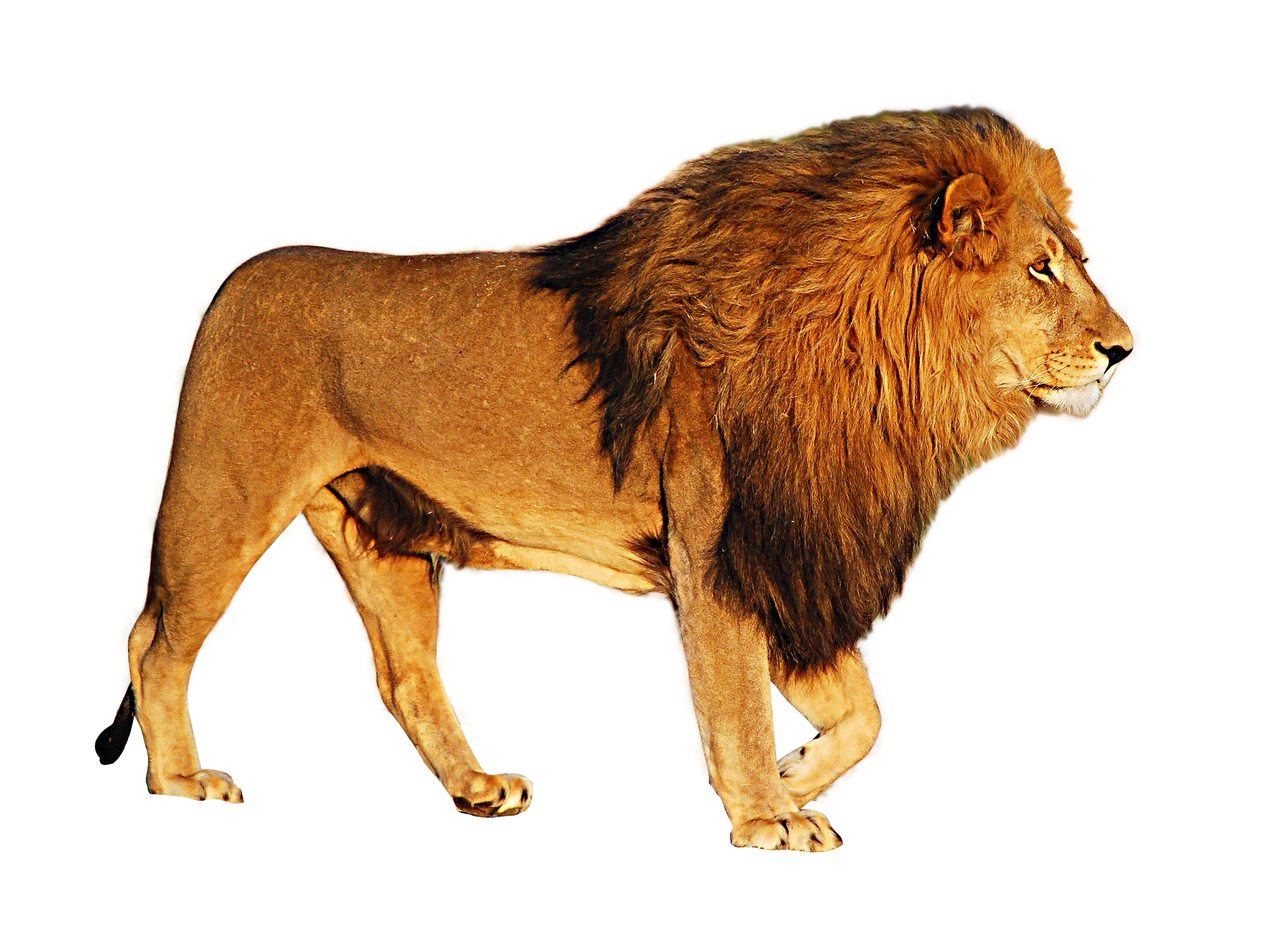 Lion Drawing PNG