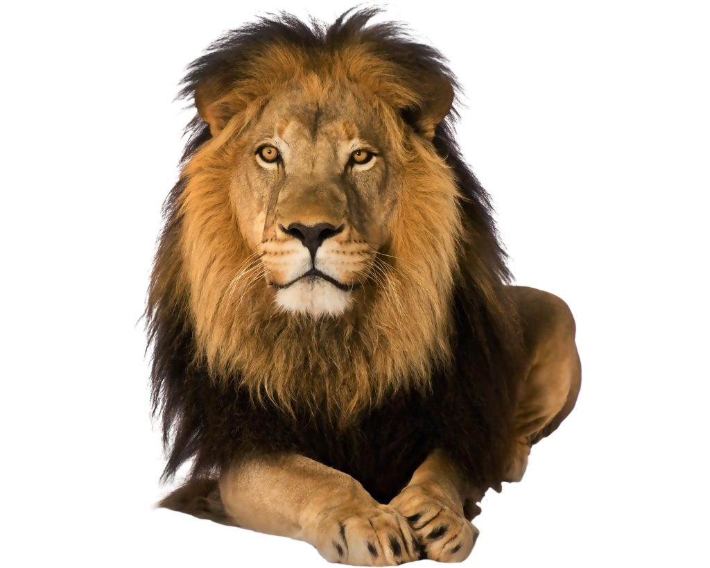 Lion PNG HD Isolated