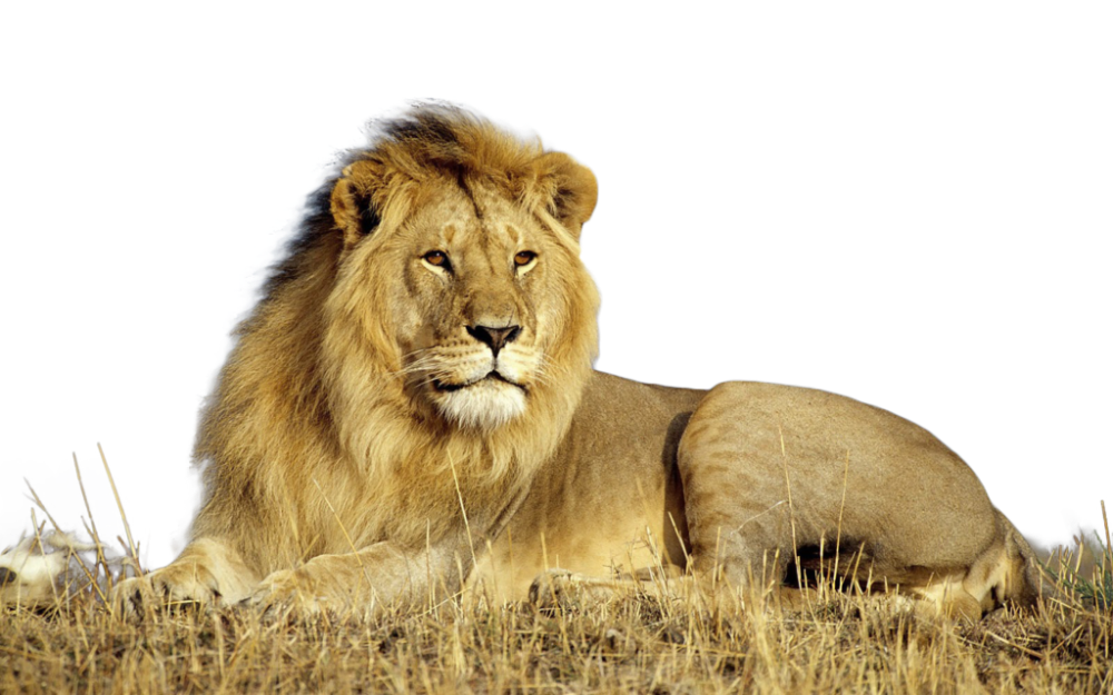 Lion PNG Isolated HD
