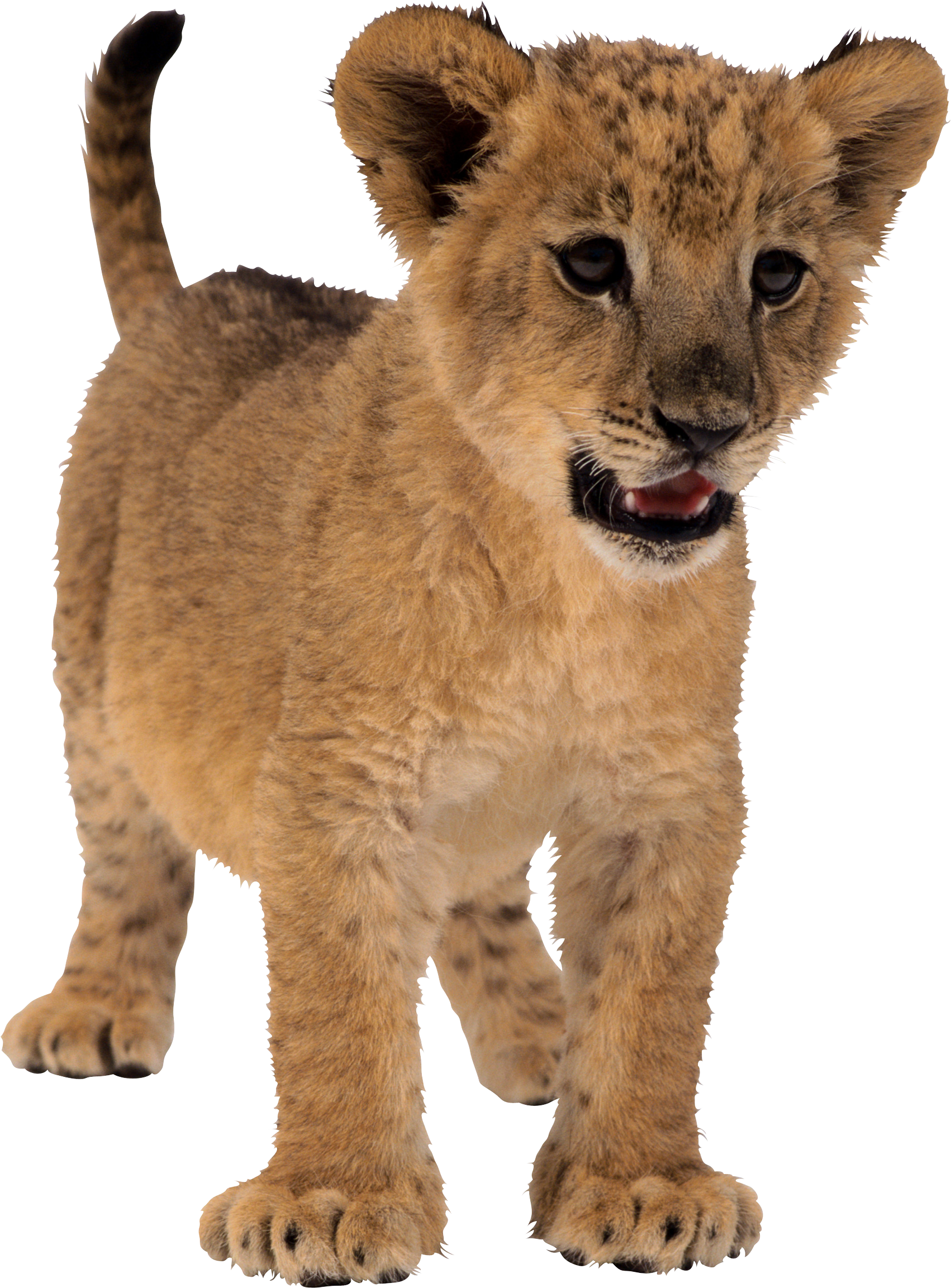 Lion PNG Isolated Image