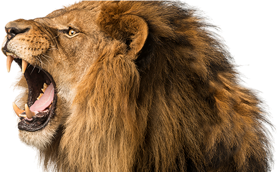 Lion PNG Isolated Photo