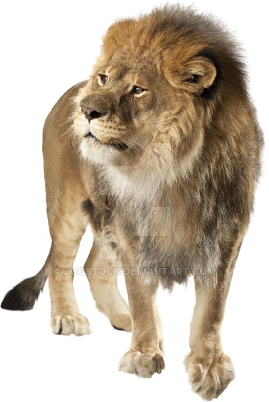 Lion PNG Isolated Pic