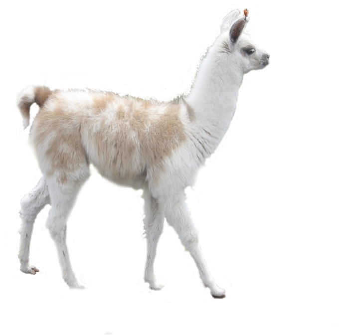 Llama PNG Isolated Pic