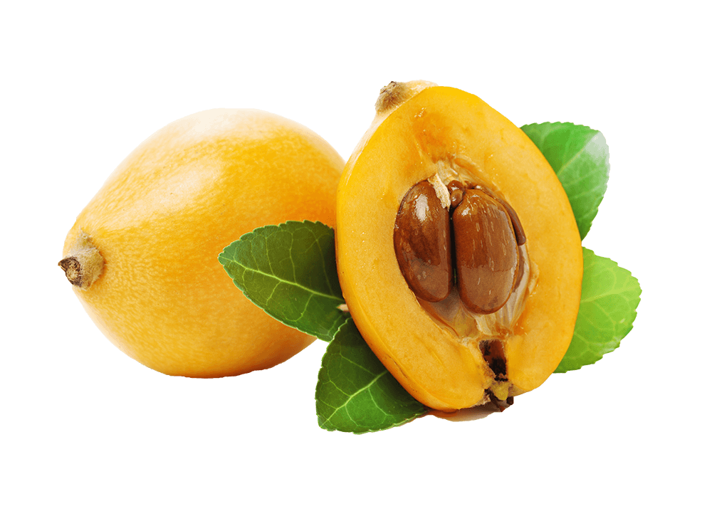 Loquat PNG Isolated Pic