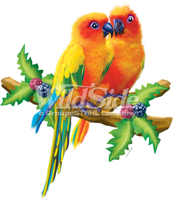 Lovebirds PNG Image