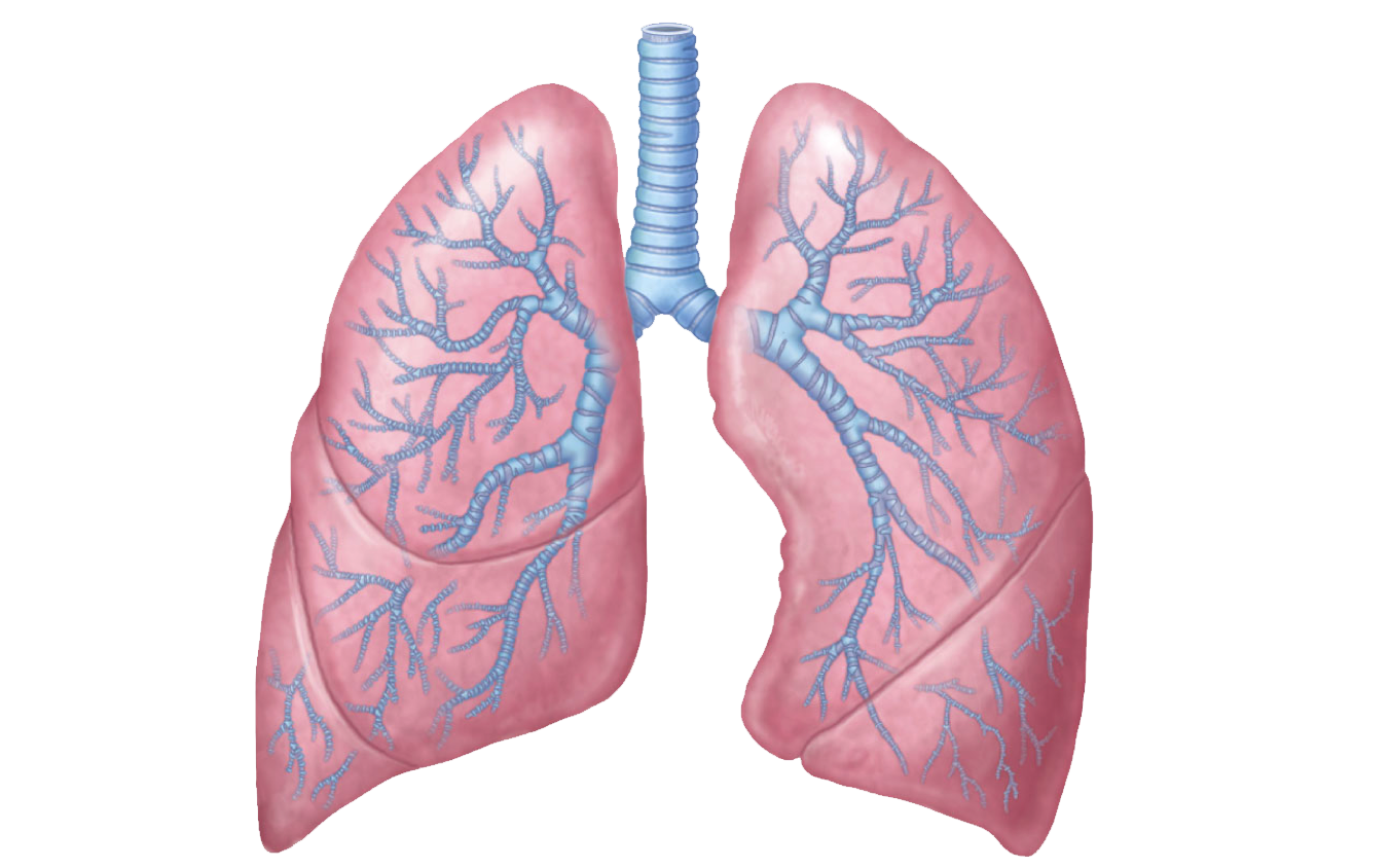 Lung Background Isolated PNG