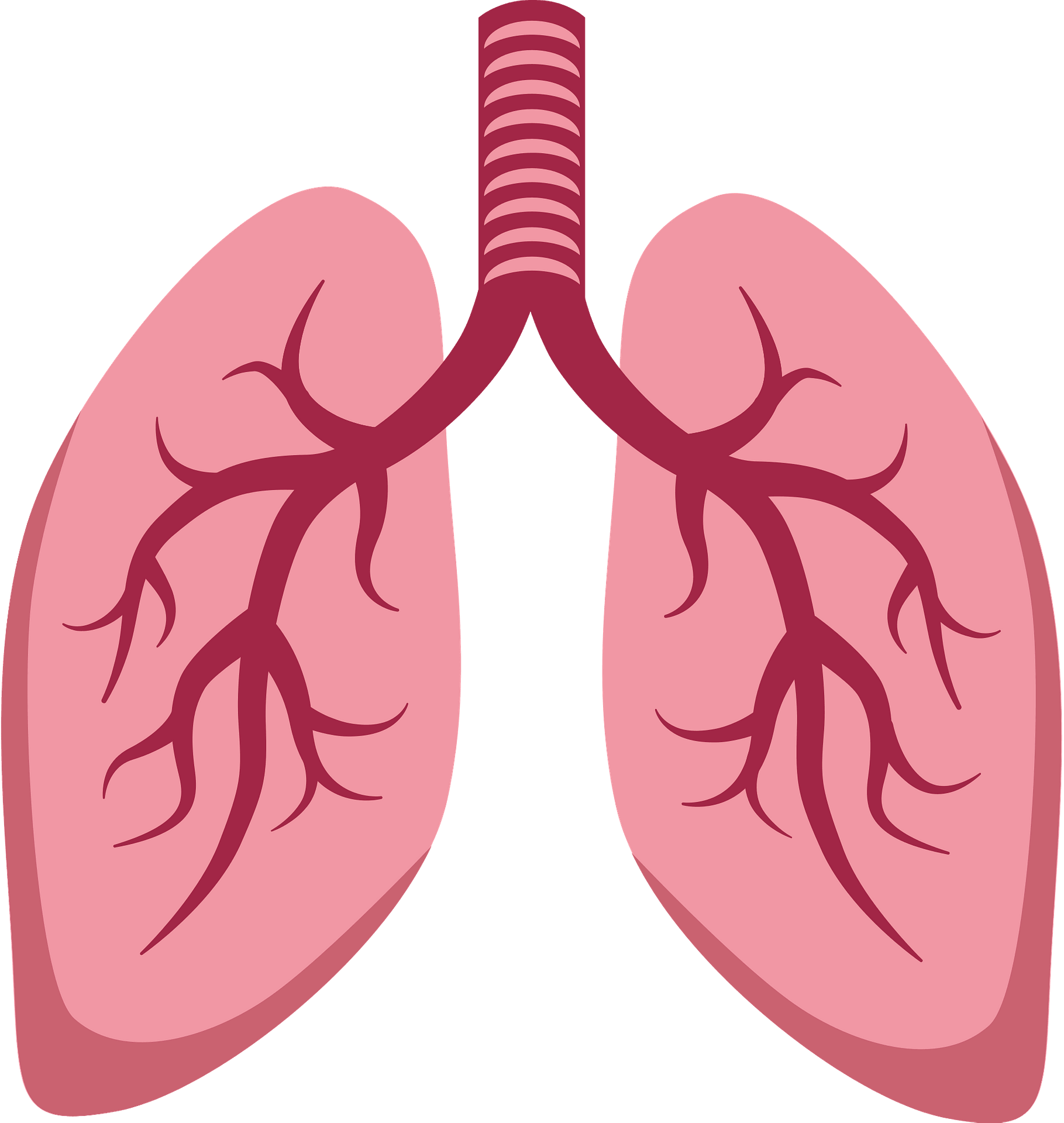 Lung PNG Background Isolated Image