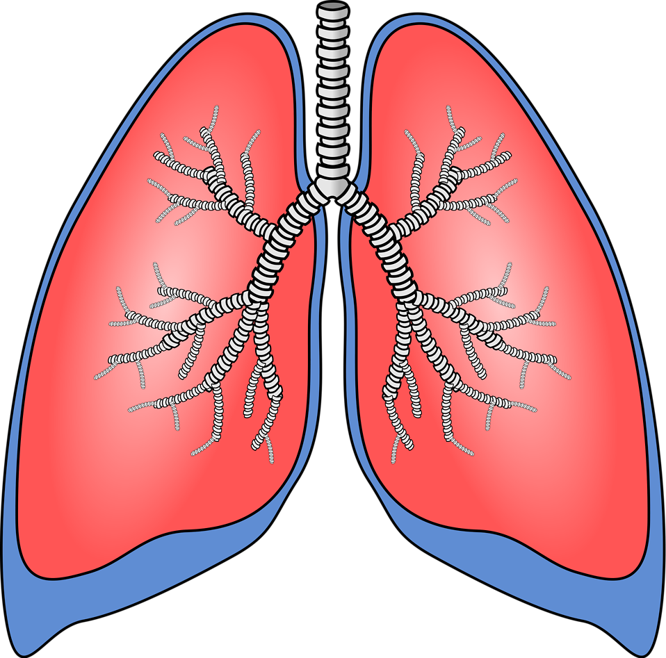Lung PNG HD Isolated