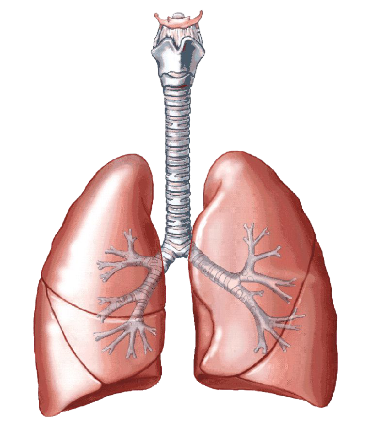 Lung PNG HD