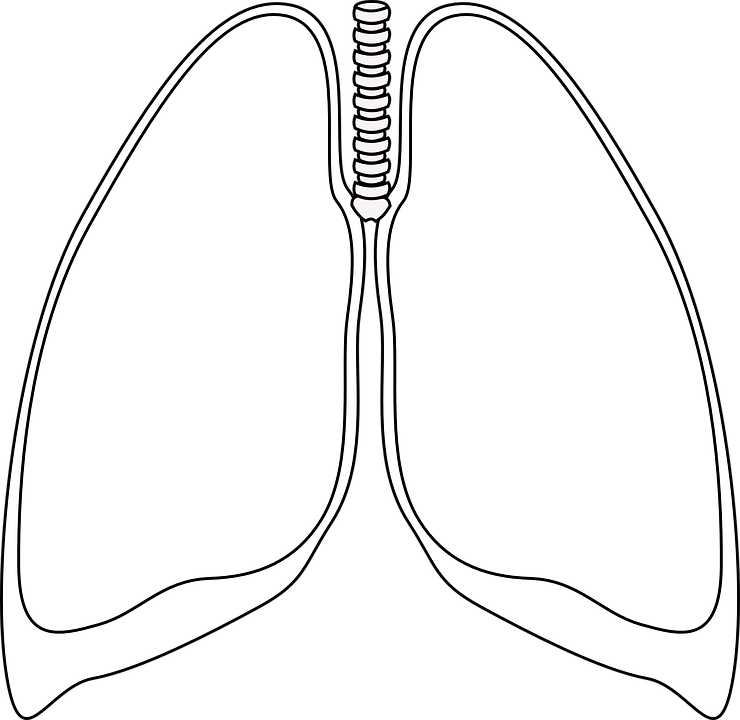 Lung PNG Isolated Clipart