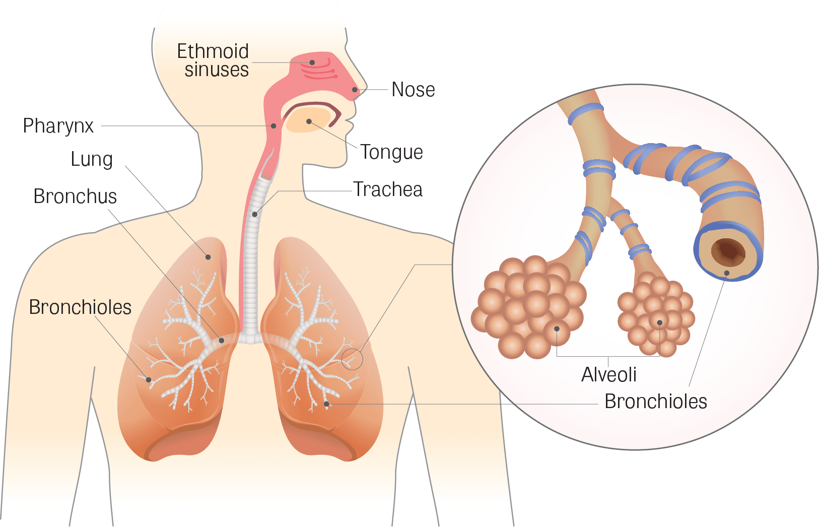 Lung PNG Isolated File