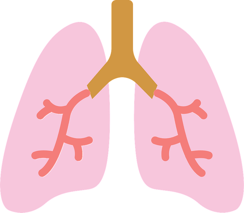 Lung PNG Isolated HD Pictures