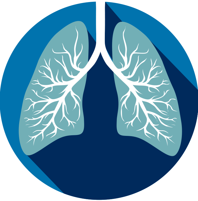 Lung PNG Isolated HD