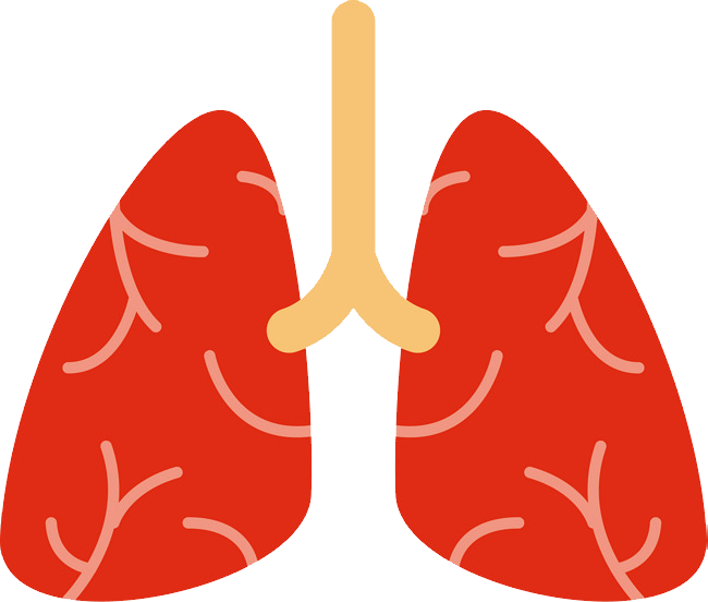 Lung PNG Isolated Picture