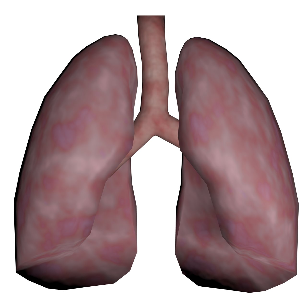 Lung PNG Isolated Transparent HD Photo