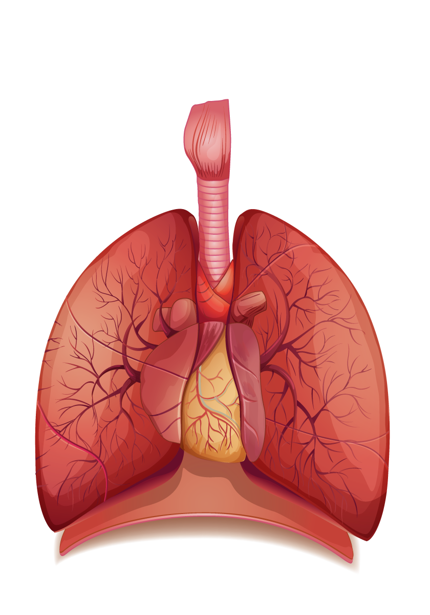 Lung PNG Isolated Transparent Picture